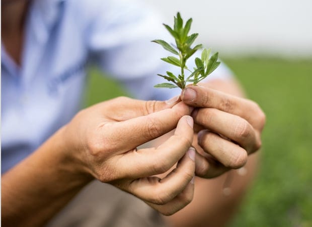 Sicurezza alimentare