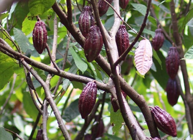 Mercati competitivi con clima tropicale