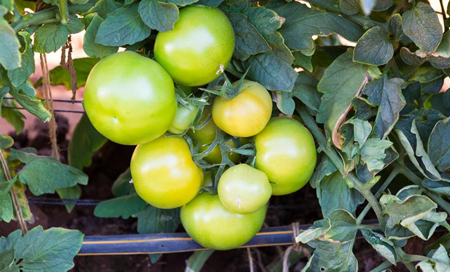 Pomodoro da industria: perché scegliere l'irrigazione a goccia?