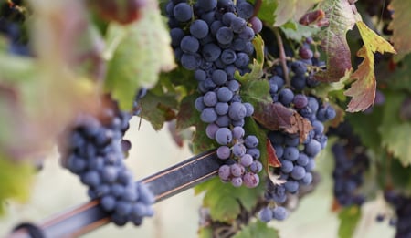 Irrigazione a goccia per la viticoltura di qualità: vantaggi e benefici