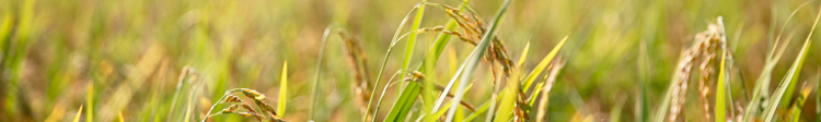 Irrigazione a goccia del riso e carbon credit