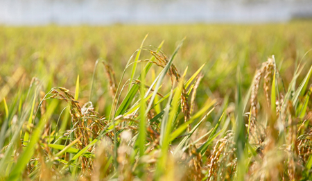 Irrigazione a goccia del riso e crediti di carbonio: per una produzione più sostenibile e redditizia