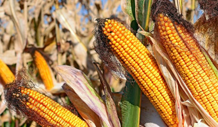 Irrigazione e fertirrigazione del mais: la scelta vincente