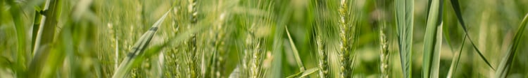 subirrigazione dei cereali con le soluzioni Netafim