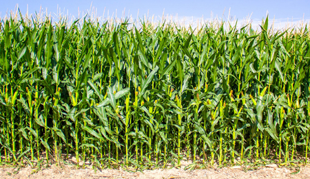 Quanto è importante la coltivazione del mais? 