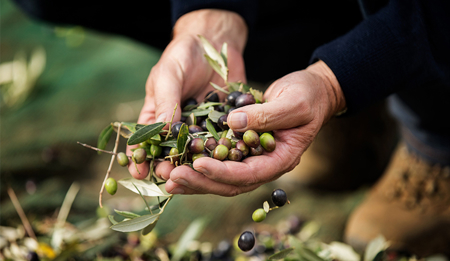 Irrigazione a goccia nell'oliveto moderno