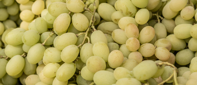 Subirrigazione e digital farming: presente e futuro per l’innovazione varietale dell’uva da tavola